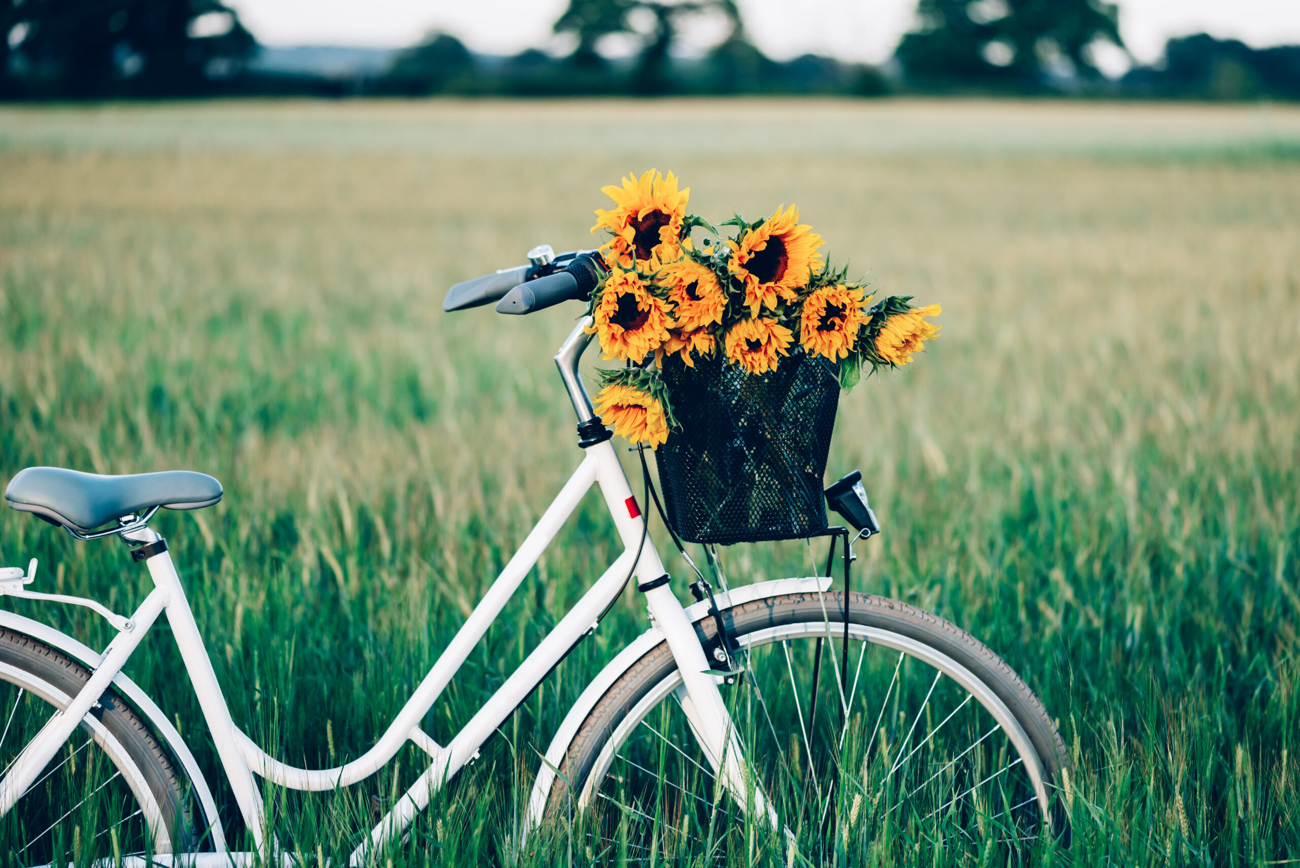 Vintage framed bicycle with sunflowers in basket standing in the field